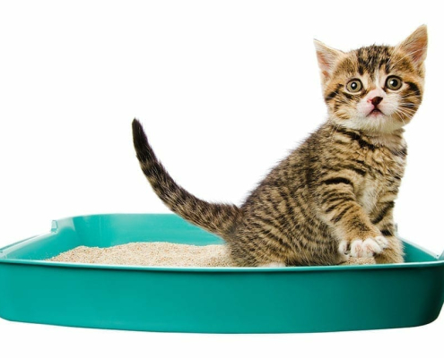 How to litter train a kitten