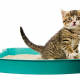 How to litter train a kitten