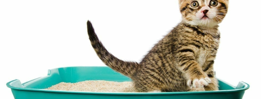 How to litter train a kitten