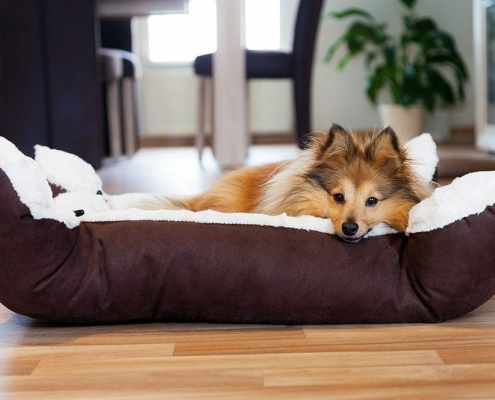 A Guide to Dog Beds