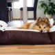 A Guide to Dog Beds