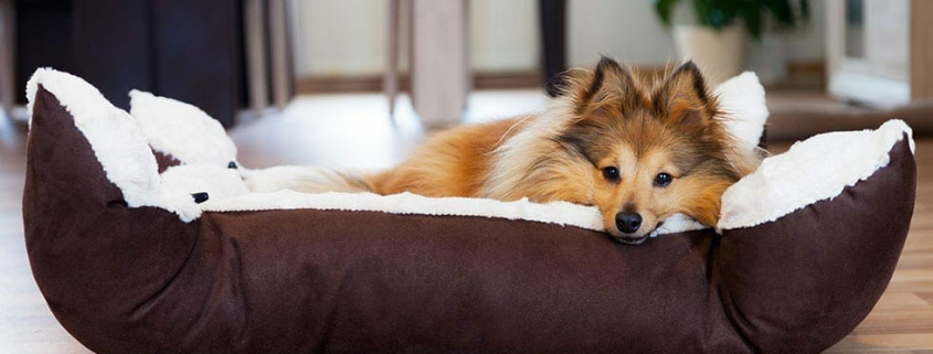 A Guide to Dog Beds