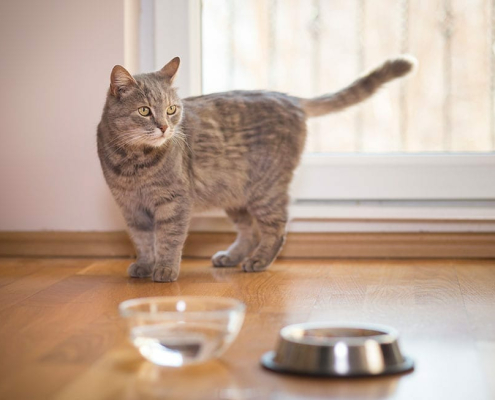 How Long to Keep a Cat Indoors 1