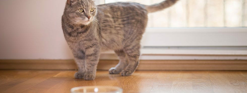 How Long to Keep a Cat Indoors 1