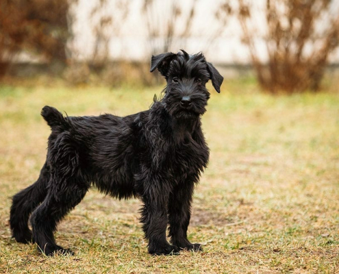 Top Low Shedding Dog Breeds