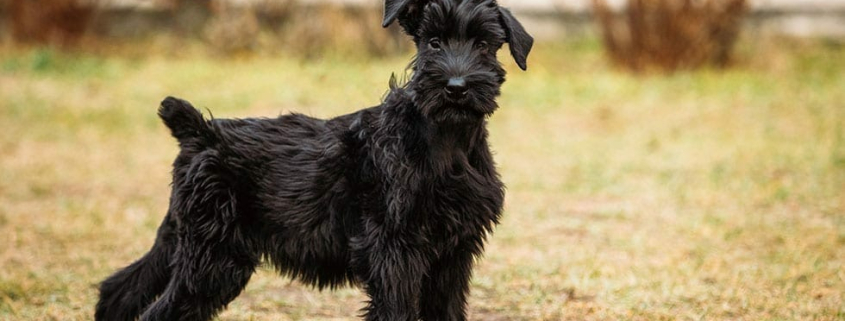 Top Low Shedding Dog Breeds