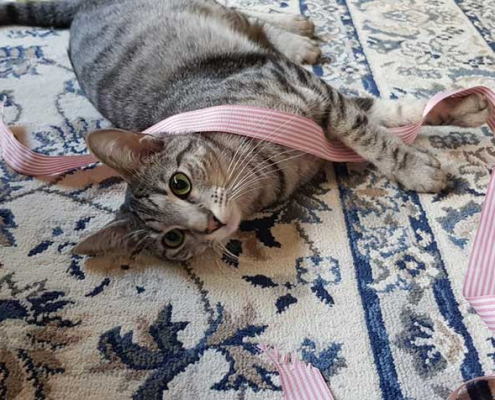 Lokis Fight for Life