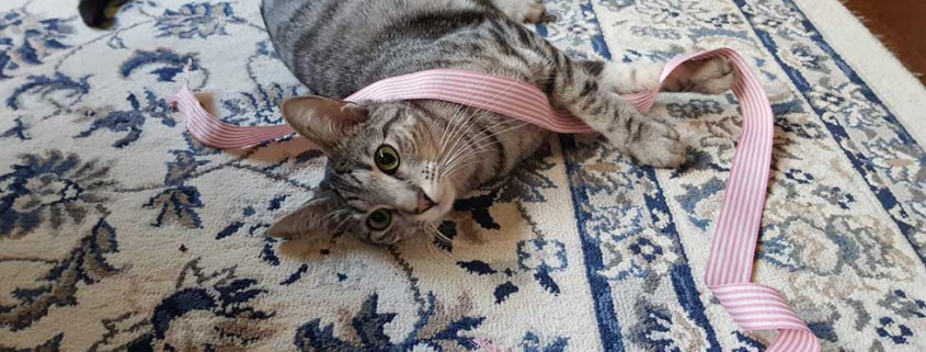 Lokis Fight for Life