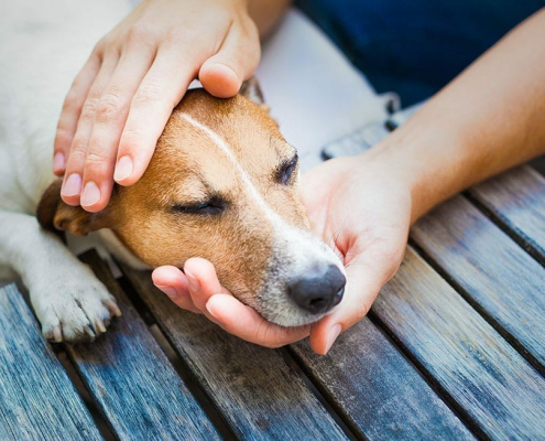 Toohey the Fish Hook