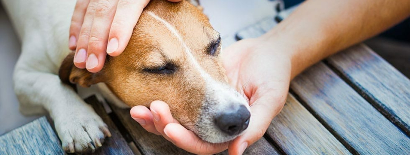 Toohey the Fish Hook