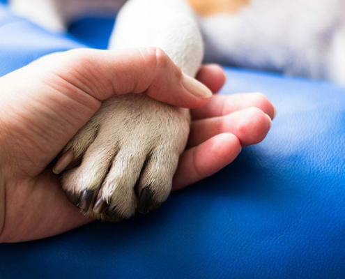 Celebrating Animal Rescue