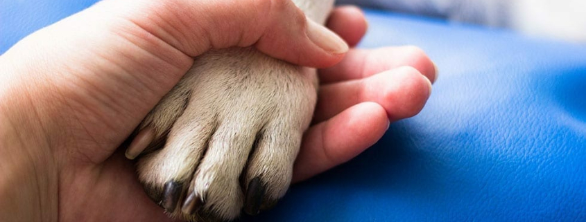 Celebrating Animal Rescue