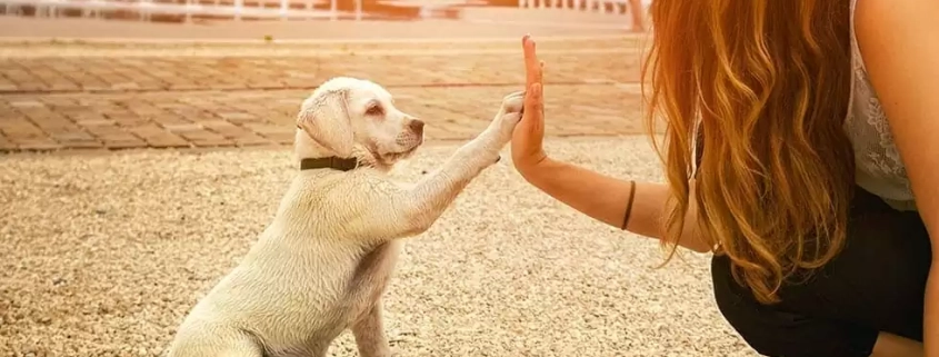 GAP only for Pet Insurance