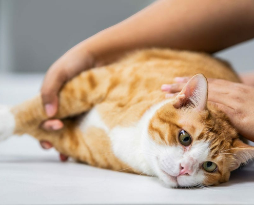 How to Prepare Your Cat for Surgery