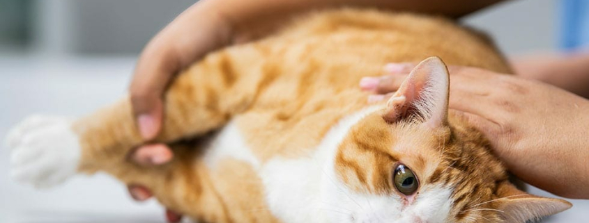 How to Prepare Your Cat for Surgery