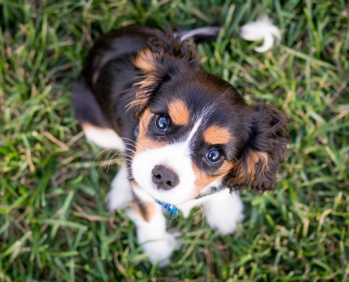 What Milestones Should I Look for in My New Puppy