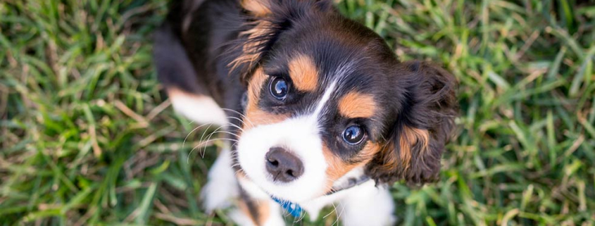 What Milestones Should I Look for in My New Puppy