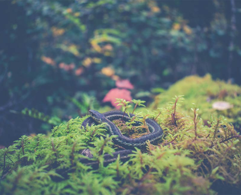 What do I need to know about Snake Season