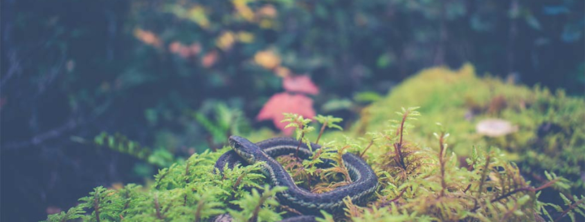 What do I need to know about Snake Season