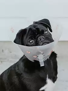 Pre-existing conditions Pre-existing conditions