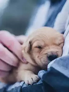 Pre-existing conditions Pre-existing conditions