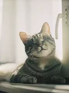 Pre-existing conditions Pre-existing conditions