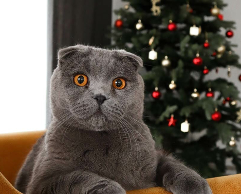 Cats and Christmas Trees