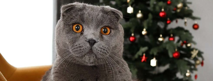 Cats and Christmas Trees