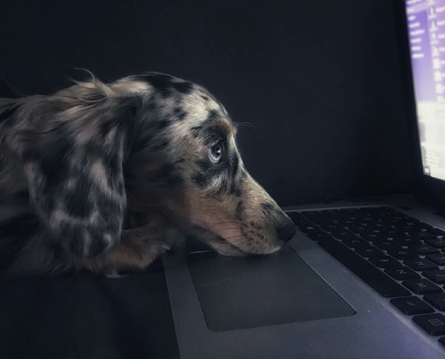 2019 Top Pet Tech