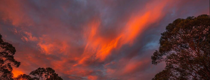 Protecting Pets Smoke Fires