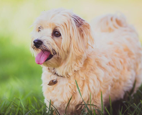 Most Popular Cat Dog Breeds 2019