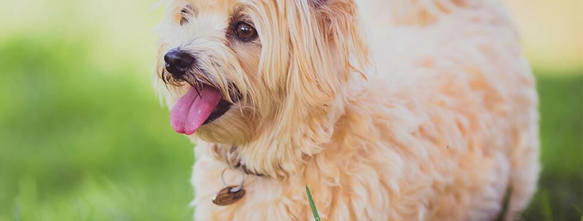 Most Popular Cat Dog Breeds 2019