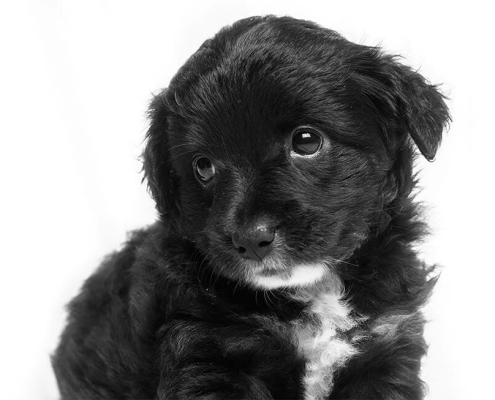 Puppy problem prevention