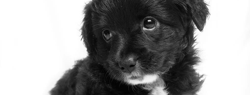 Puppy problem prevention