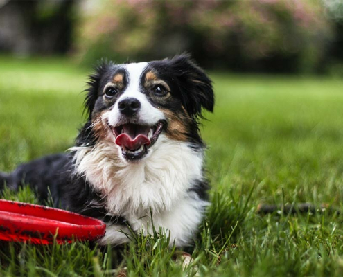 Back to School Blues - Pet Boredom