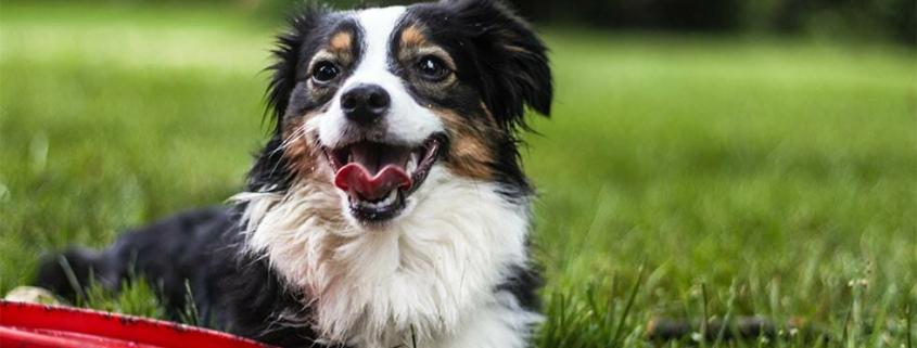 Back to School Blues - Pet Boredom