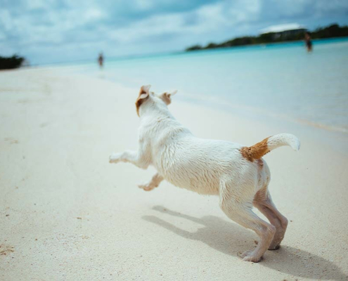 pet friendly holidays