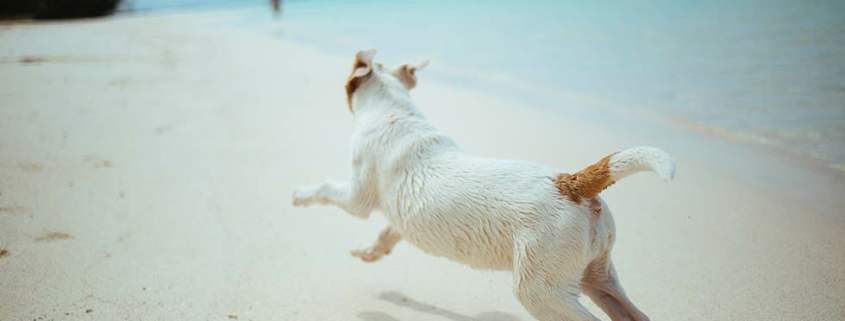 pet friendly holidays