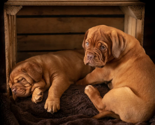 Dog Crate Training 101