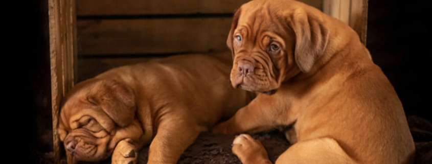 Dog Crate Training 101