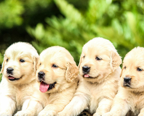 Aussies Choose Pet Insurance Australia