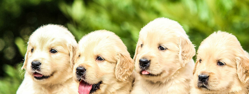 Aussies Choose Pet Insurance Australia