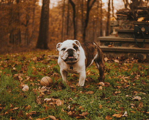 Top Vet loving breeds