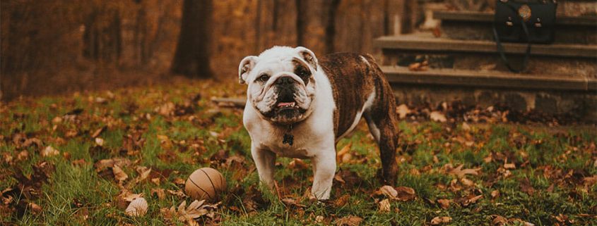 Top Vet loving breeds