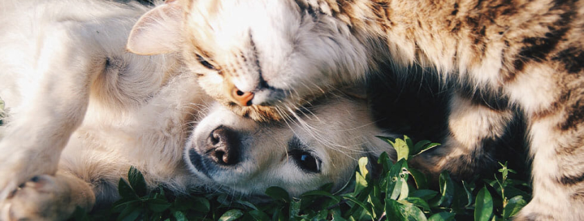 Why Get Pet Insurance