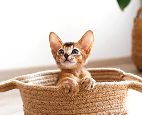 Why Cats Love Small Spaces