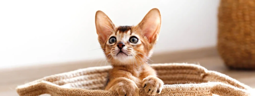 Why Cats Love Small Spaces