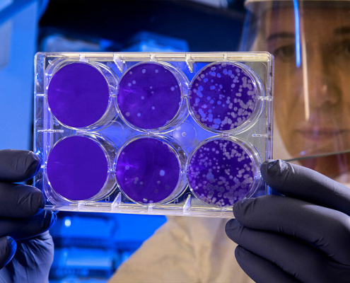 coronavirus and pets