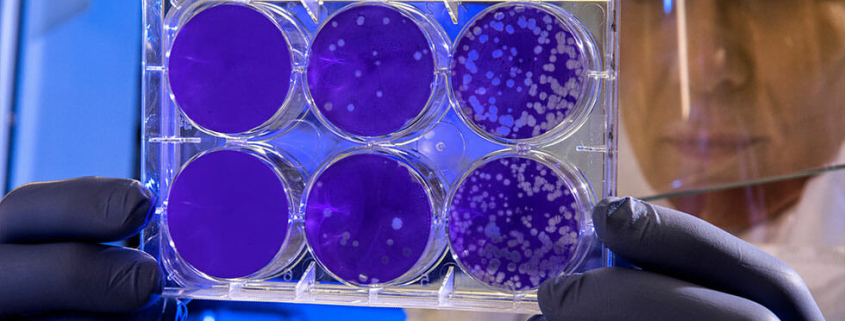 coronavirus and pets