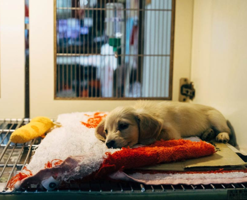 Why Fostering Shelter Pets Is More Important Than Ever